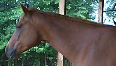 dollneck.jpg (21772 bytes)