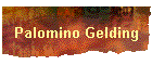 Palomino Gelding