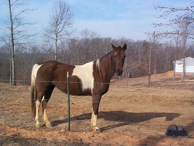 dixiestand.jpg (126024 bytes)